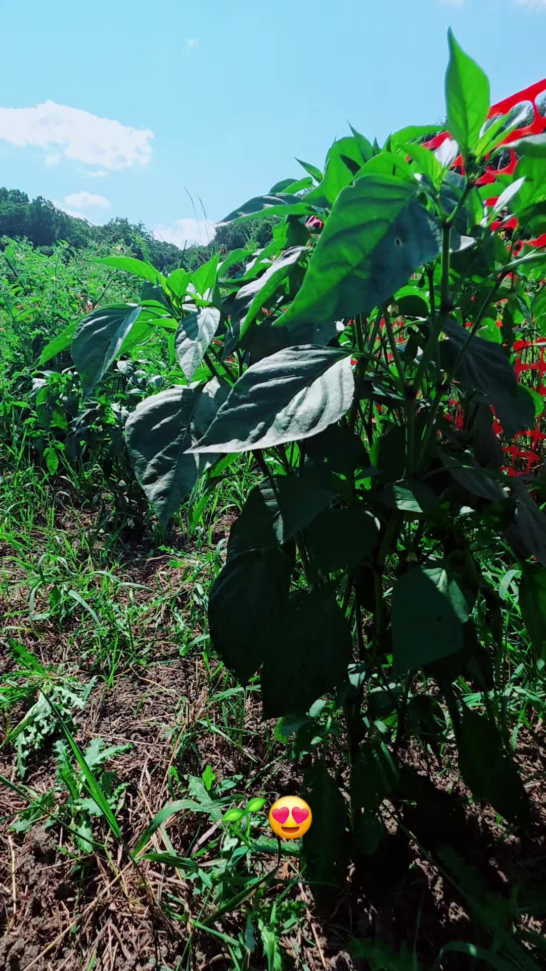 @𝙇𝙪𝙞𝙞502👨&zwj;🌾