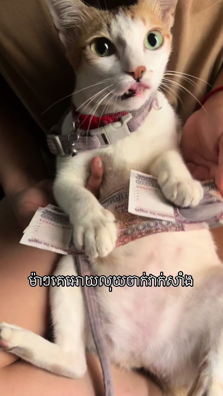 @Mew mew