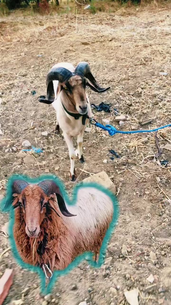 @سيف غرام زمان 🇹🇳