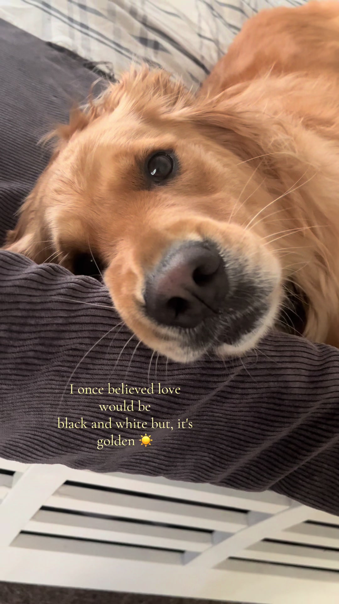 @Winnie the Golden Girly