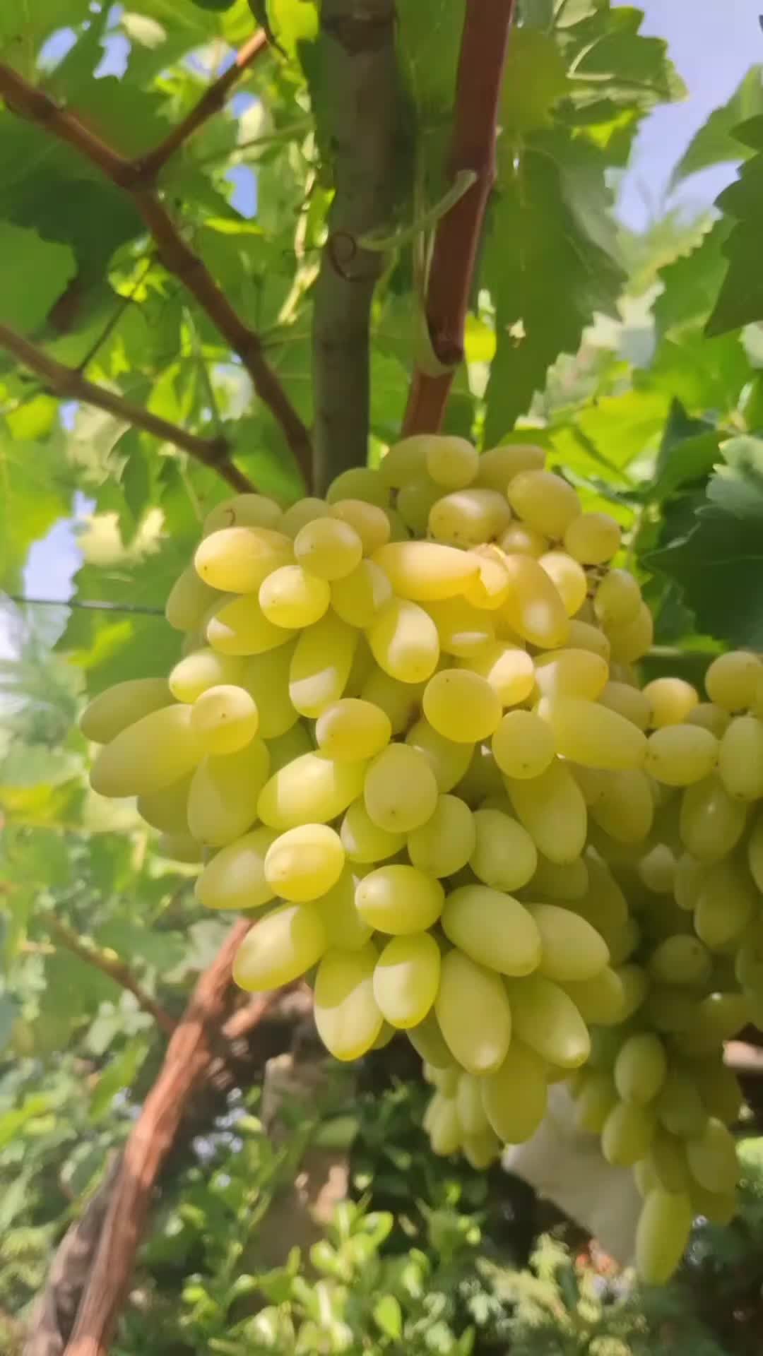 @Минчо Танков