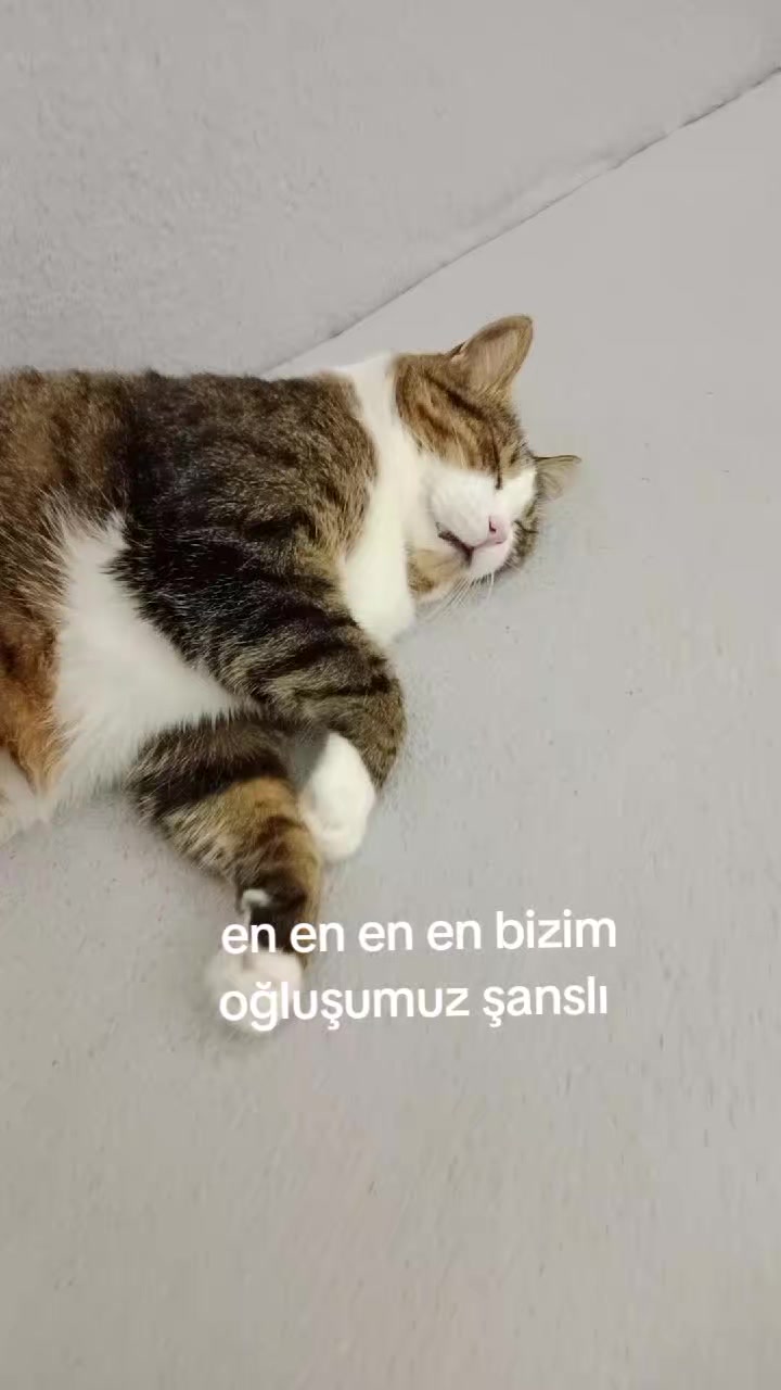 @şanslı
