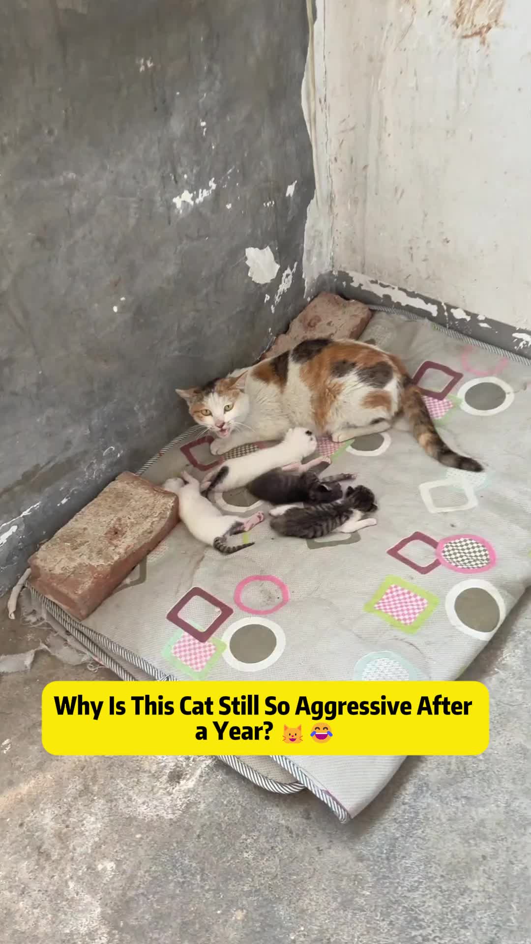 @Stray Cat Talkz