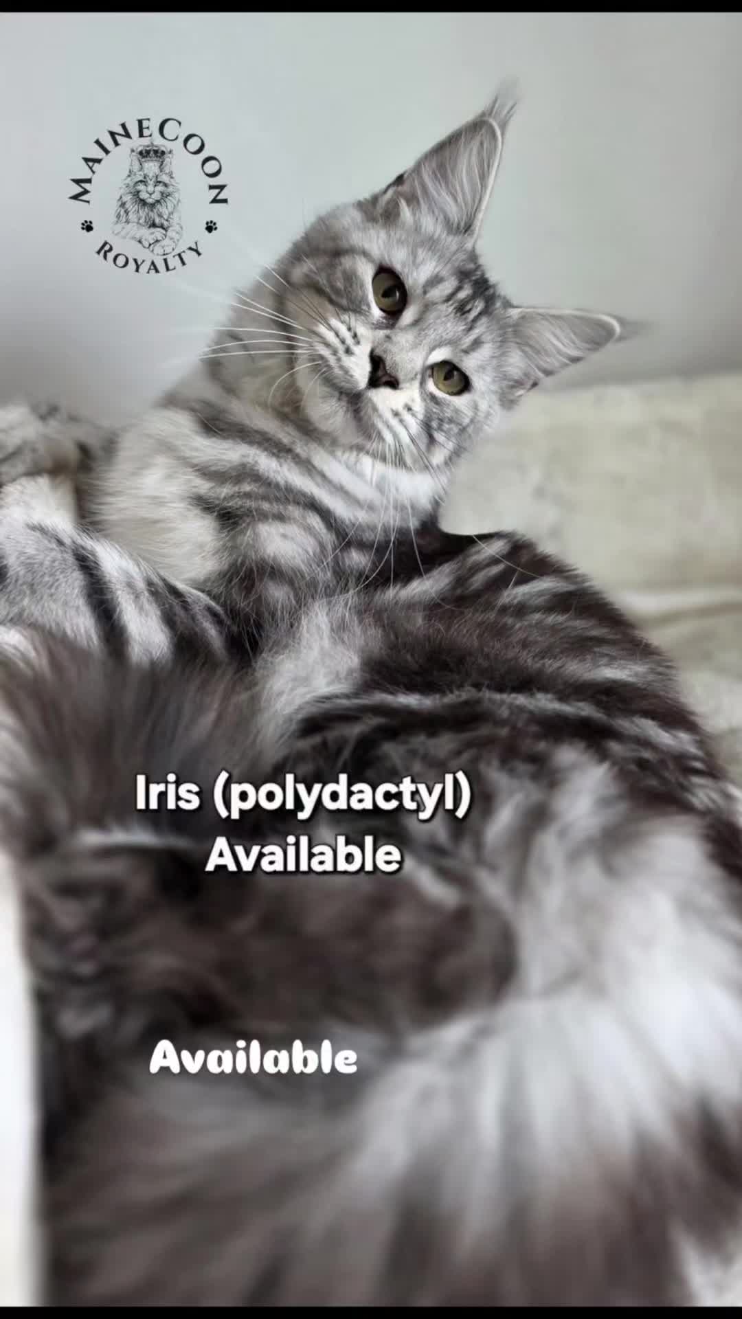 @MaineCoon Royalty