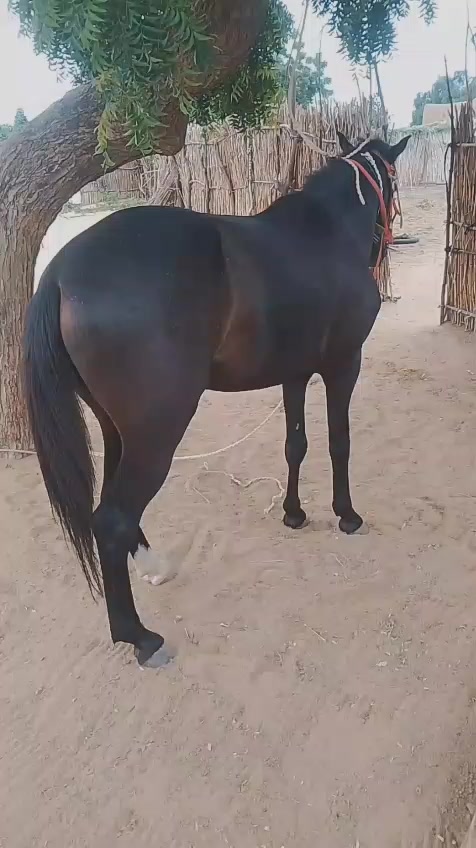 @maazu maidoki Gamaru19800@