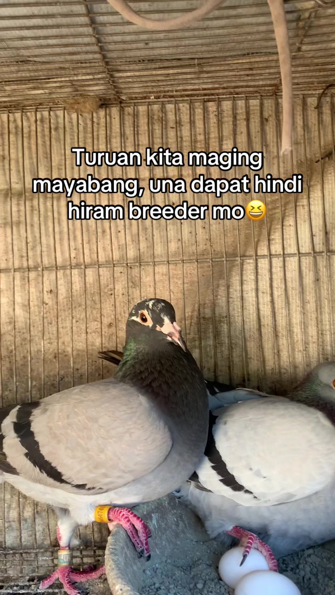@PAOLOFT TV