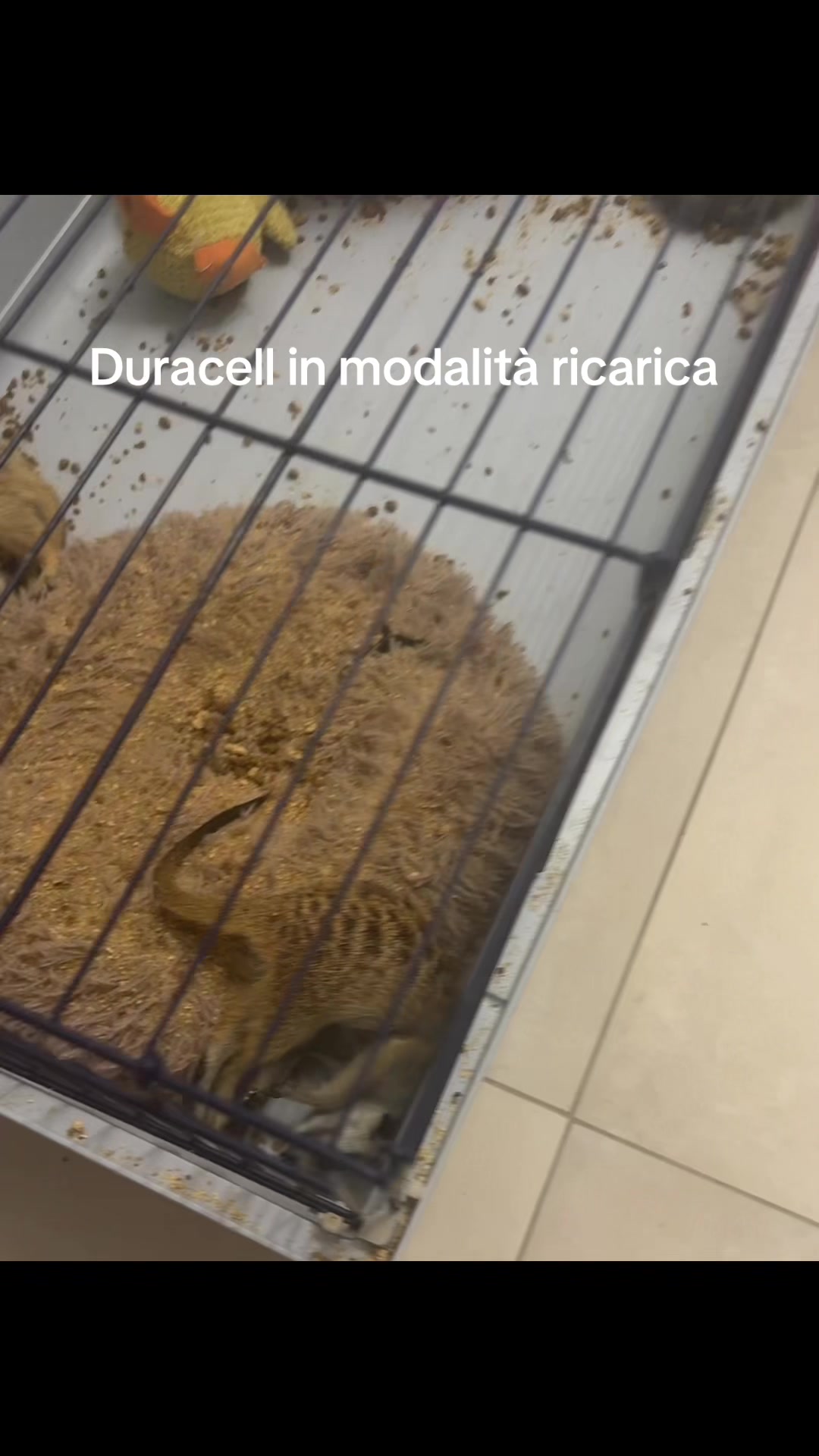 @agata17303