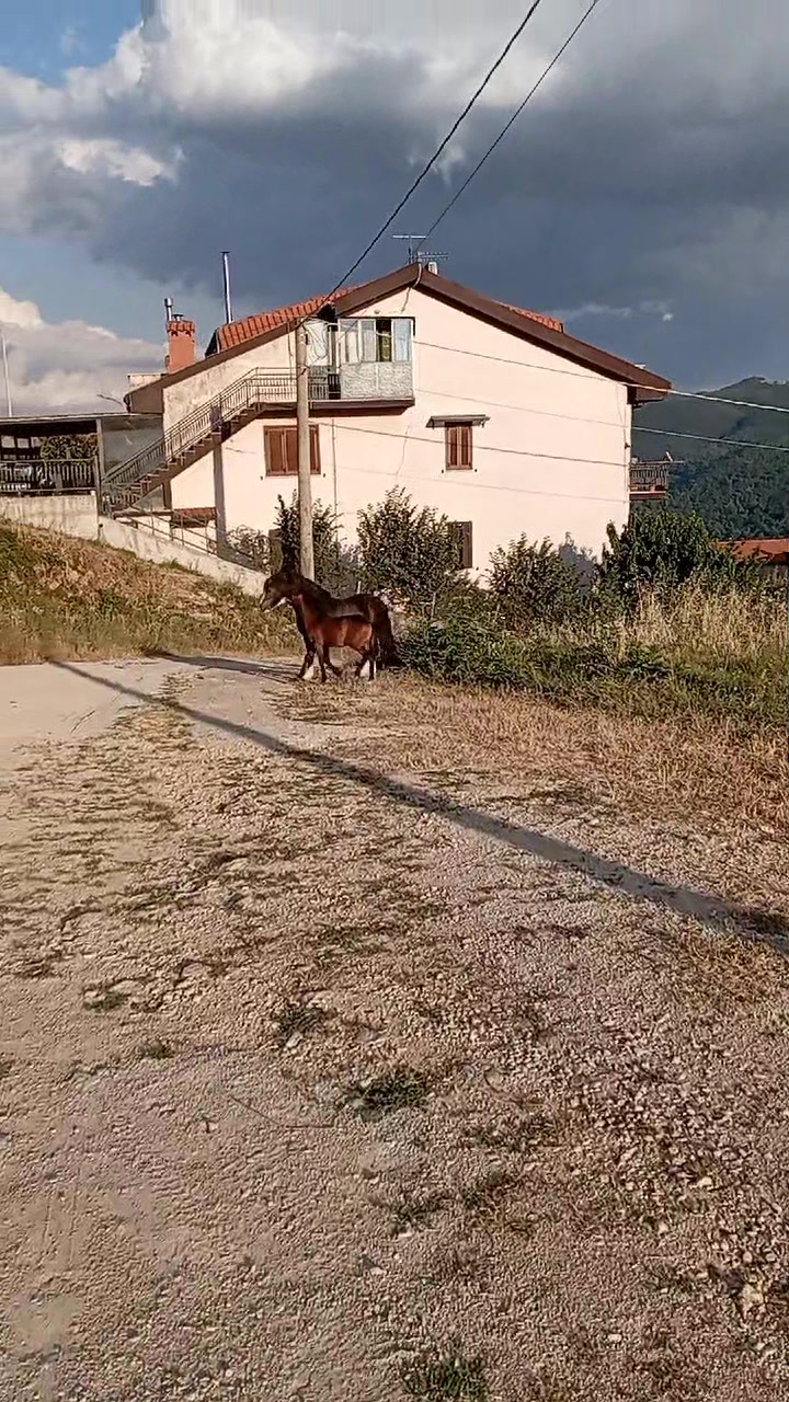 @pony show 🇮🇹🥇