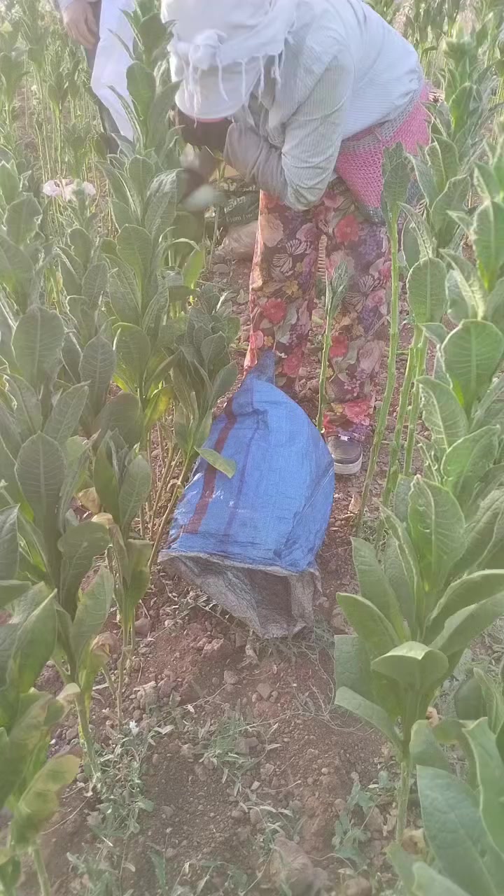 @☺️Farmasi Cemile damgacı🐟