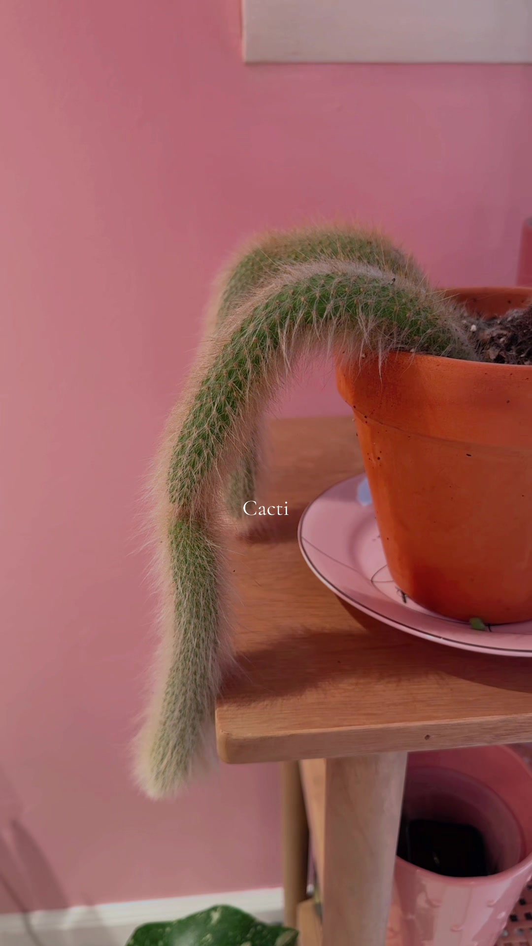 @midwestplantgal