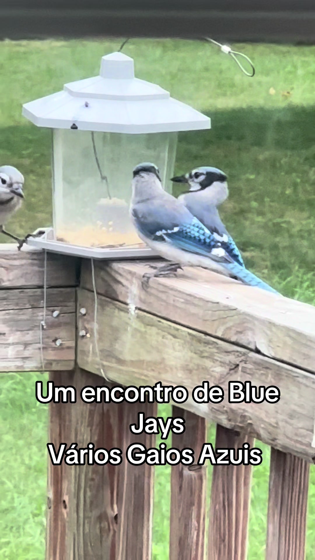 @Fernando