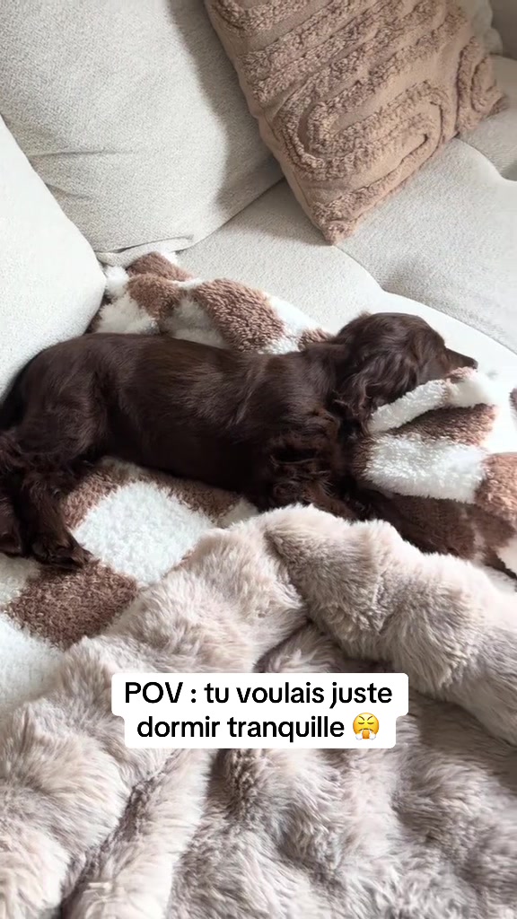 @coeur.de.cocker
