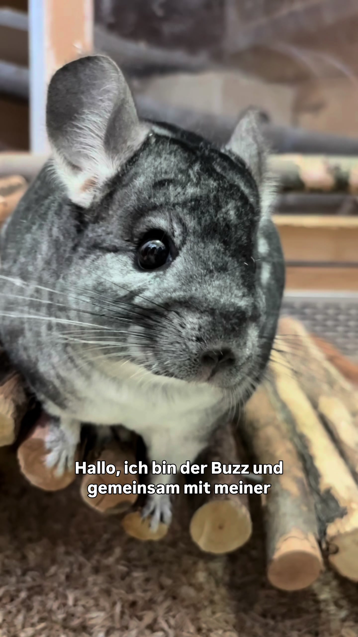@TierschutzvereinM