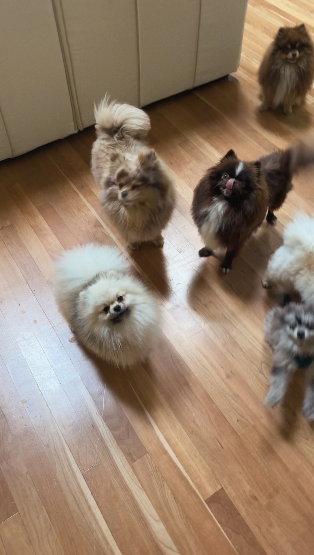@Fingerlakes Pomeranians