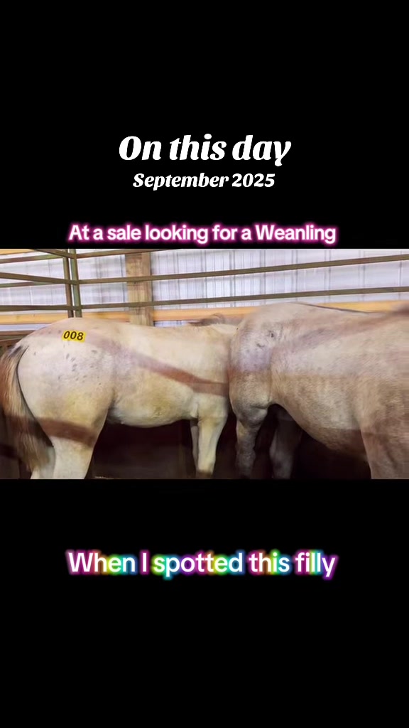 @Free Spirit Equestrian