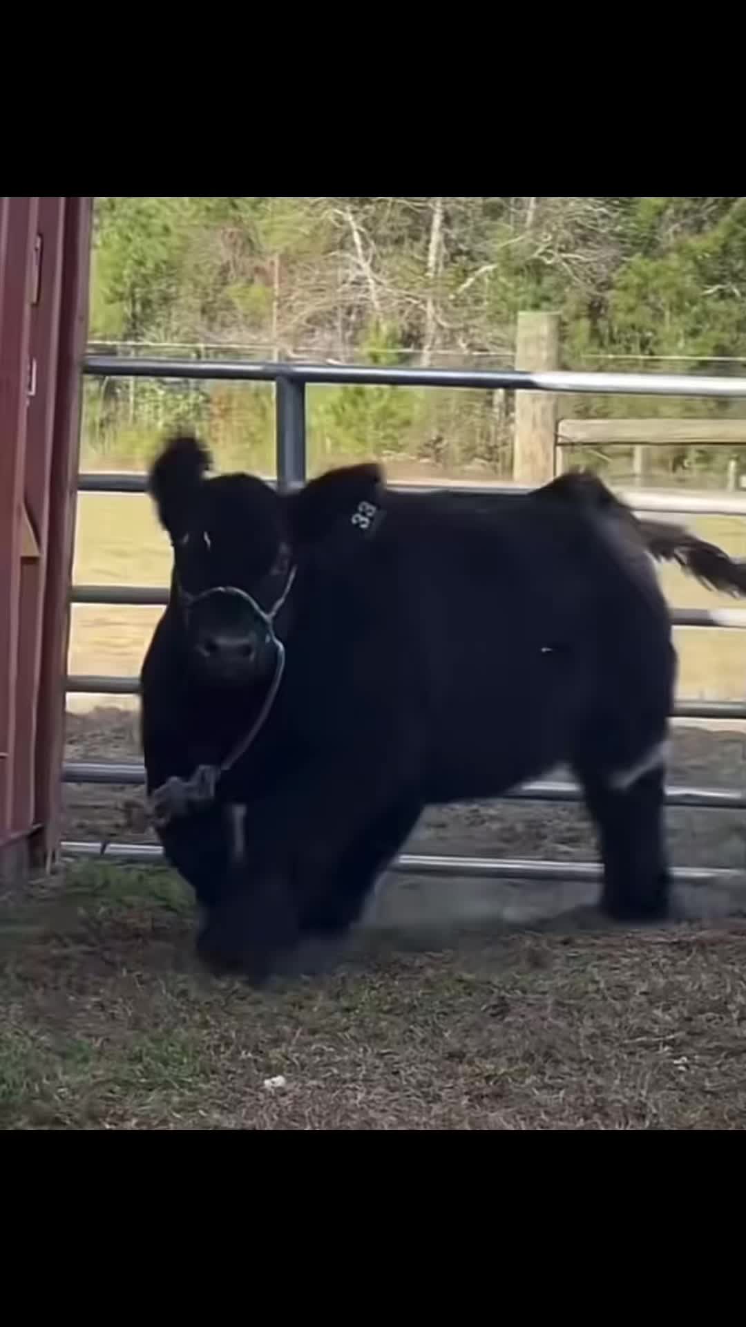@Matt Lautner Cattle USA