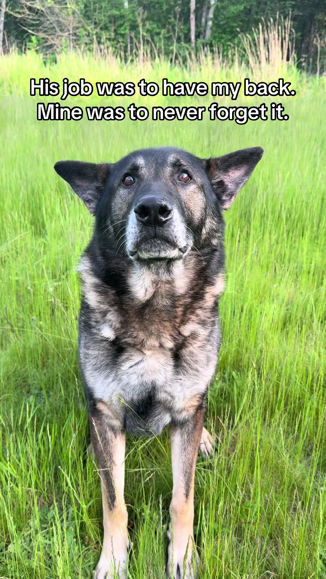 @K9 Arlo