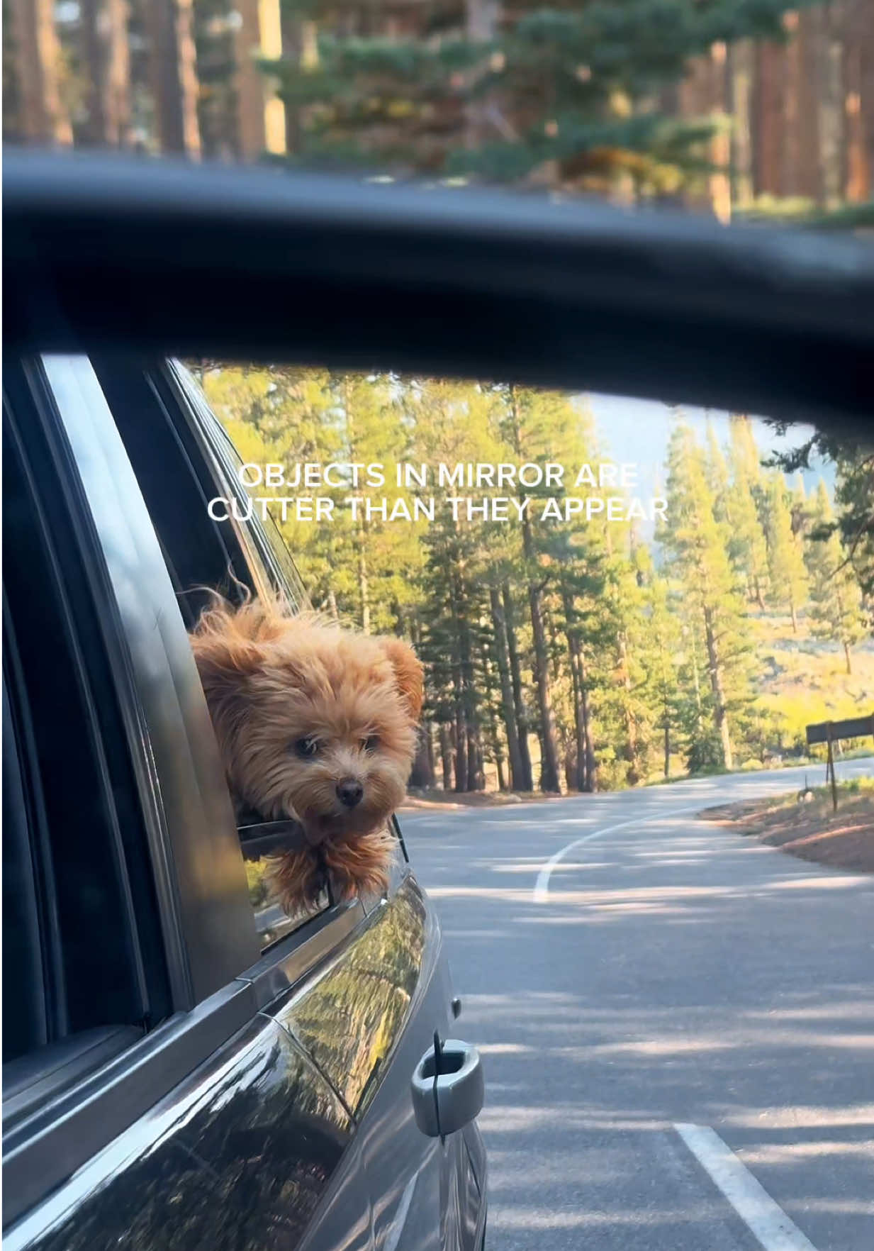 @Honey The Pomapoo 🧸