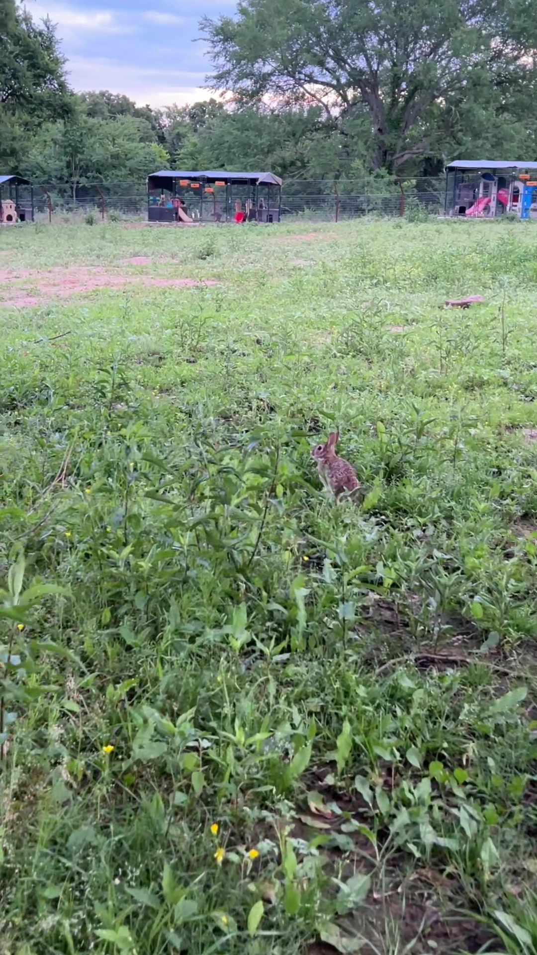 @Clevyr Creatures Fox Sanctuary