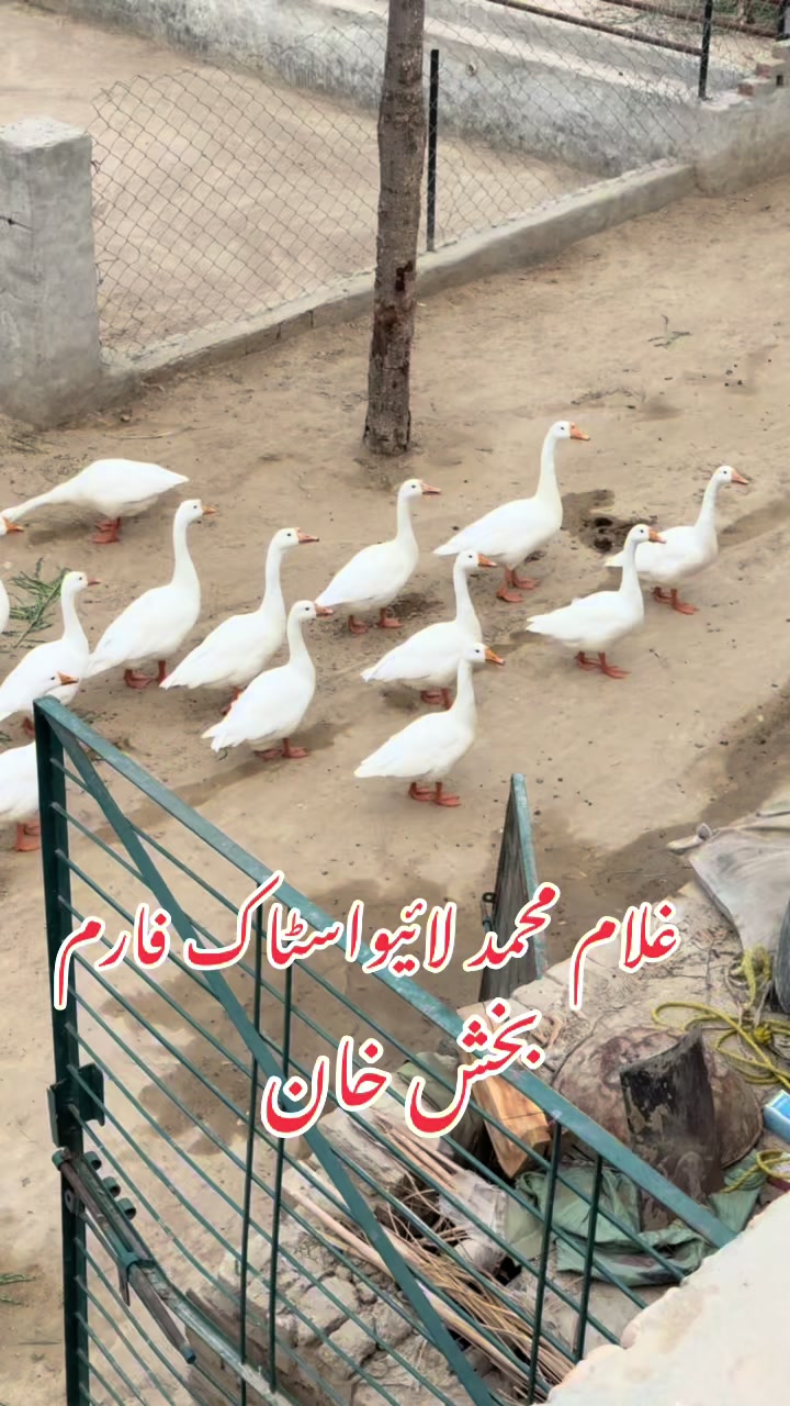 @Dr.Mohsin
