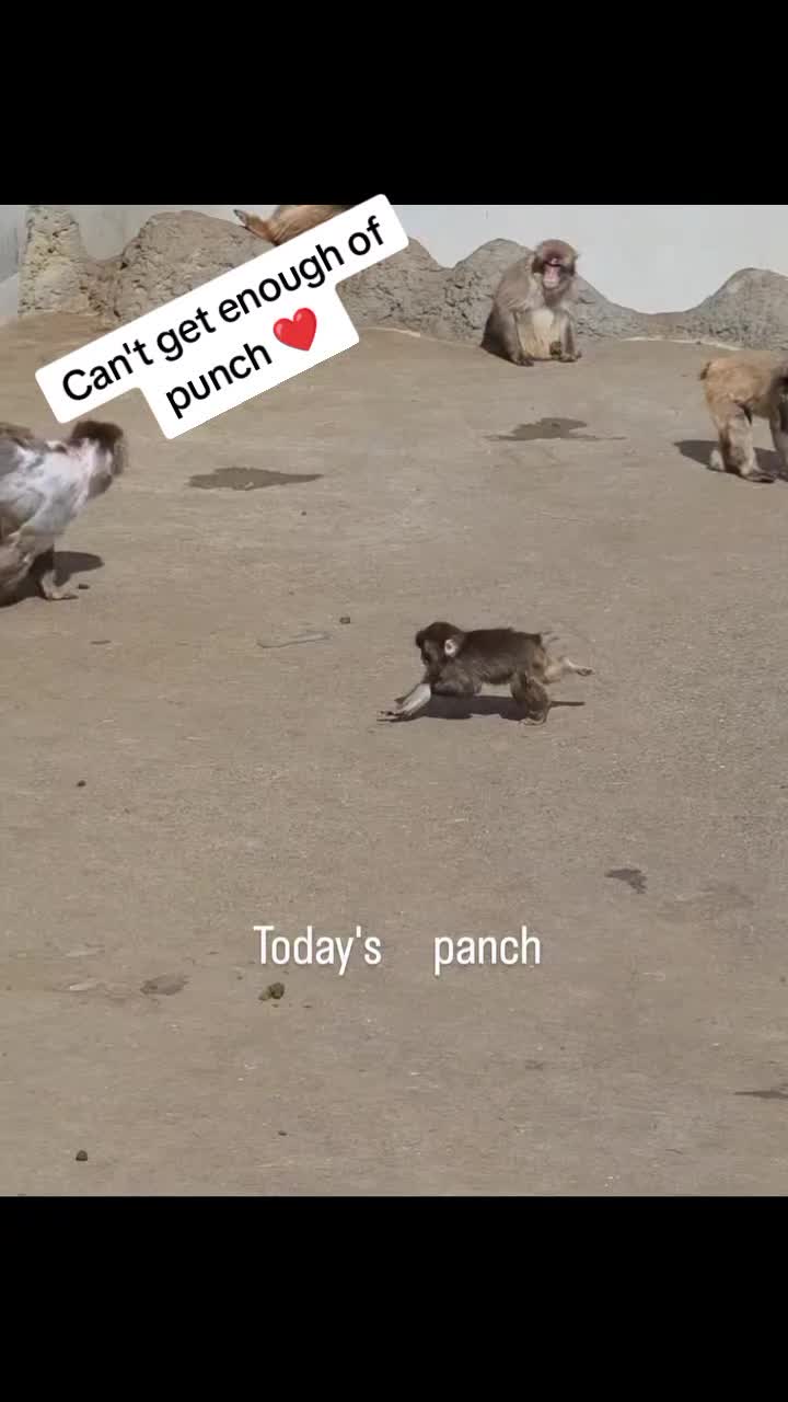 @Thepunchmonkey.com