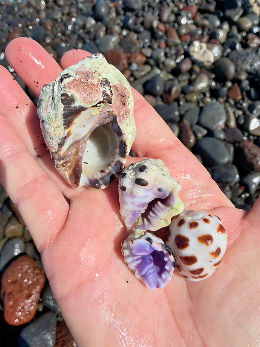 @Noe 🐚 Shells