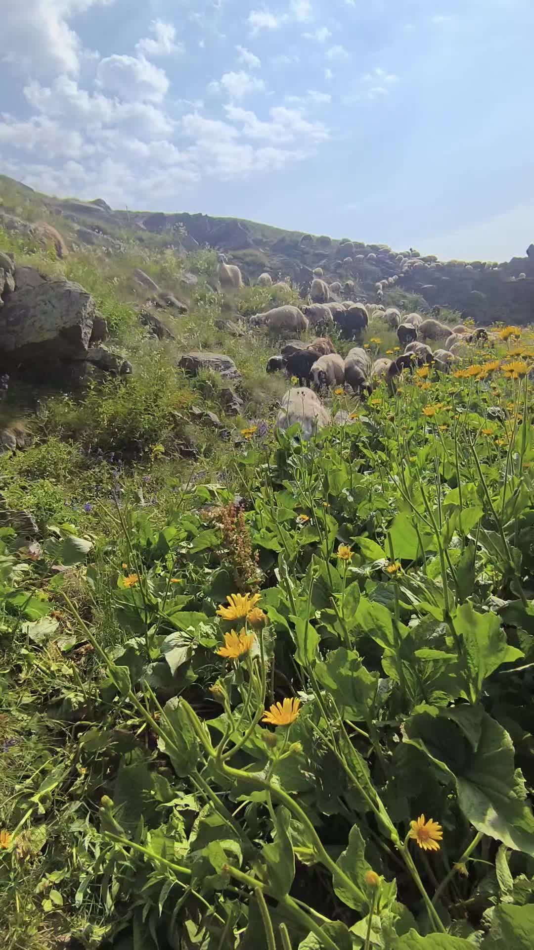 @Ömersarıçiçek21