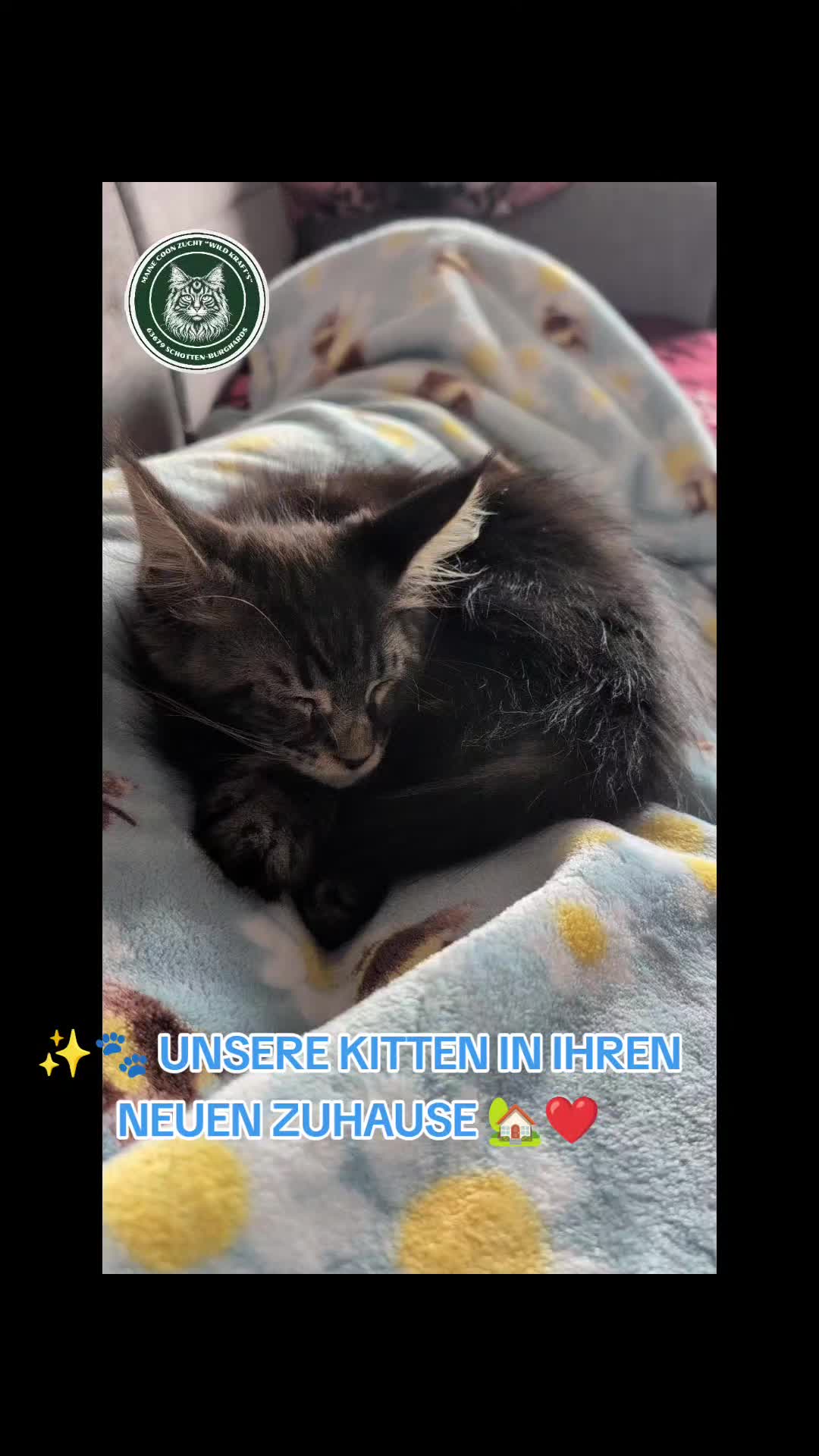 @Maine Coon Zucht WILD KRAFTS
