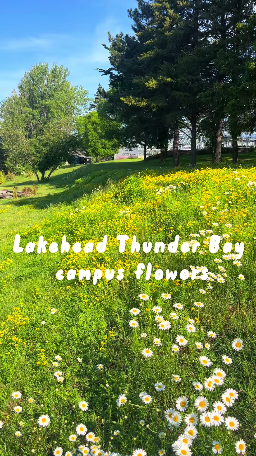 @Lakehead University