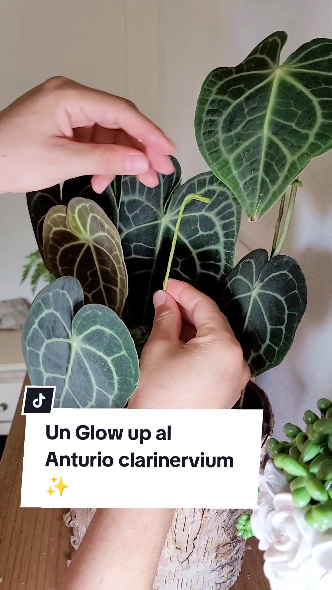 @Plantolog&iacute;a🌿