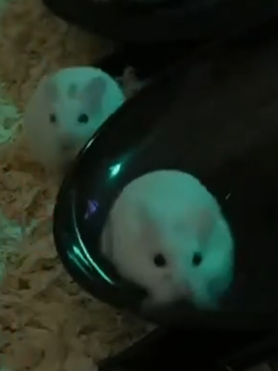 @ʜᴀᴍꜱᴛᴇʀ🎧ʀᴀᴠᴇ