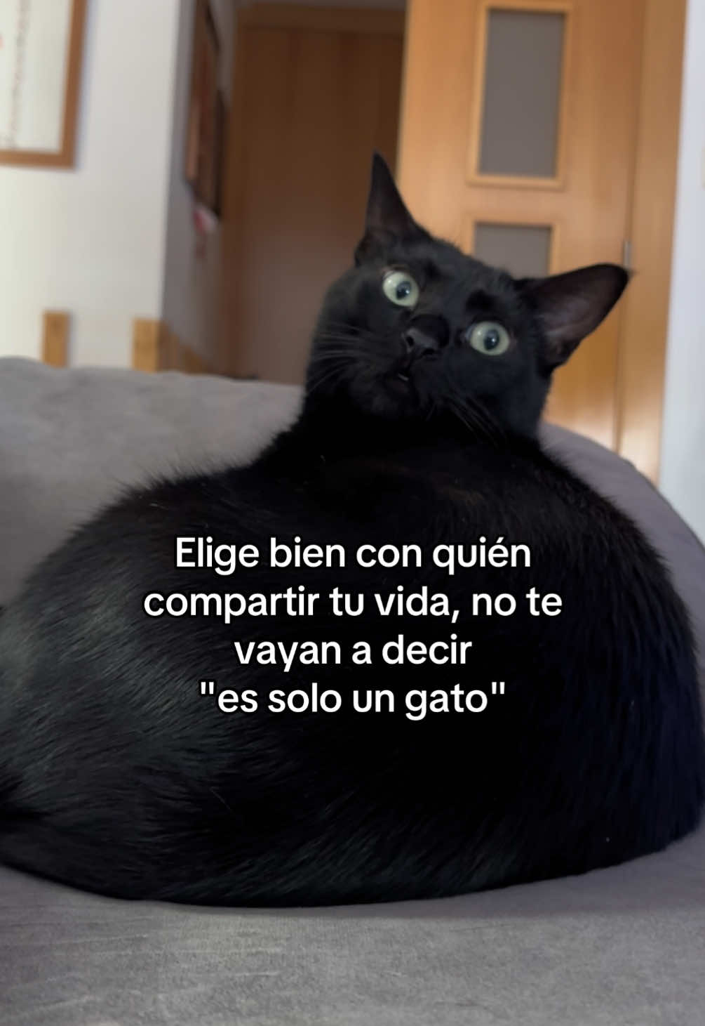 @BlackCatsMatter