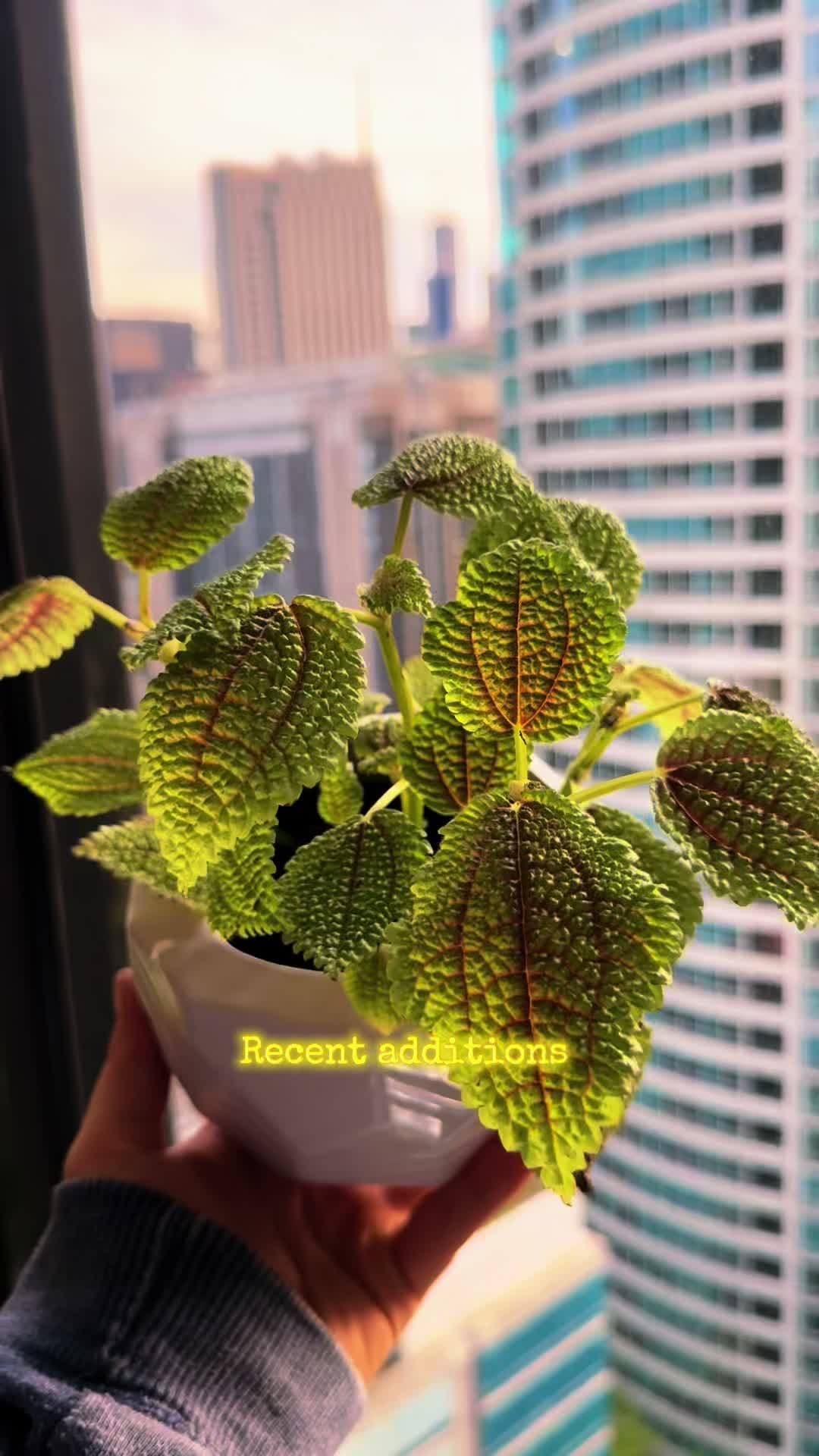 @Plant Girly 🪴