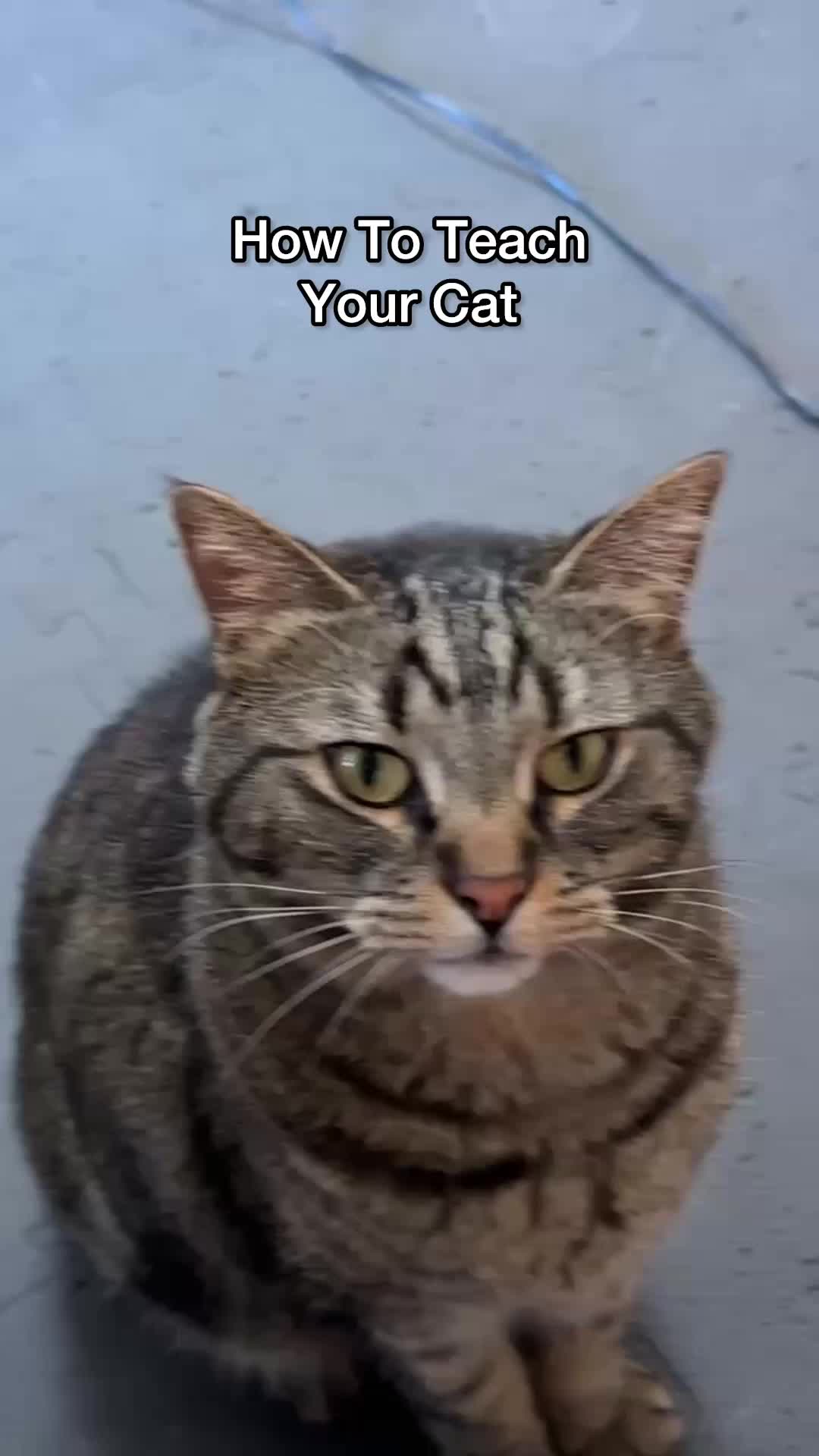 @Chip The Manx