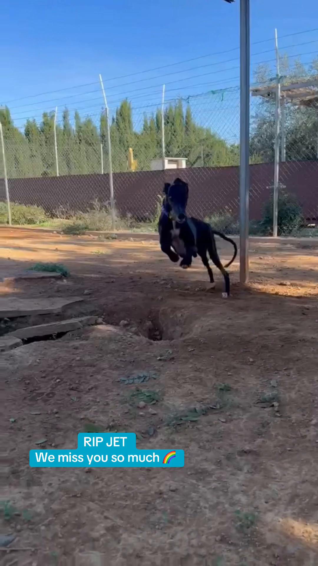 @Galgos del Sol
