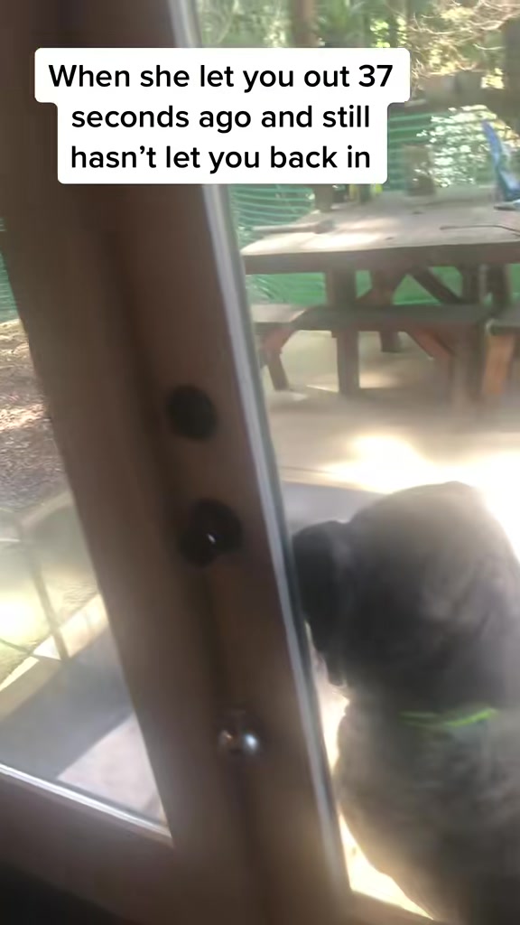 @BrindleBearTheMastiff