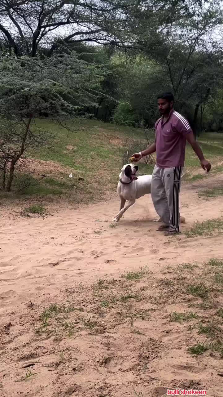 @bullishokeen2