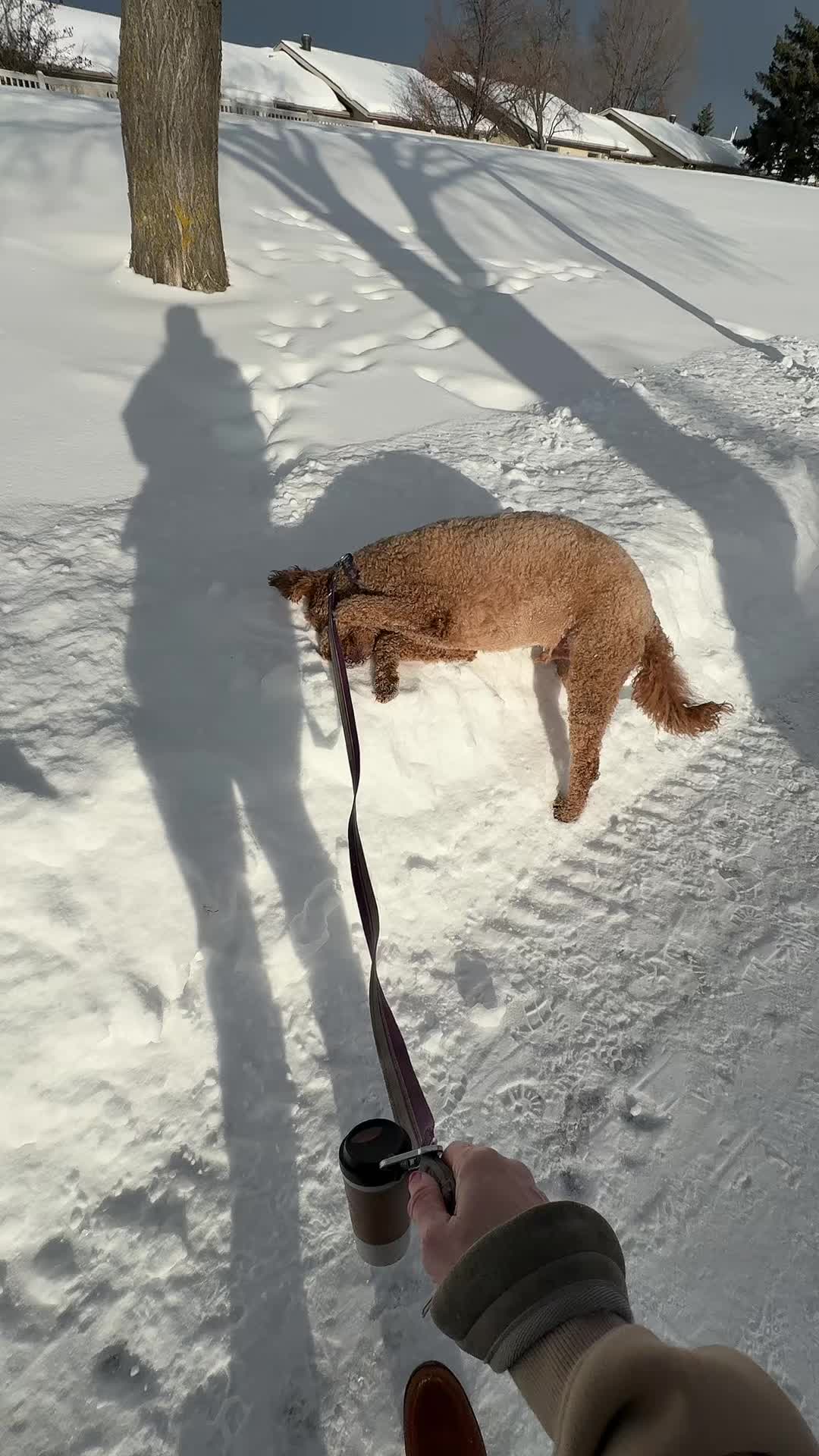 @Shaggieanddoobie 🇨🇦