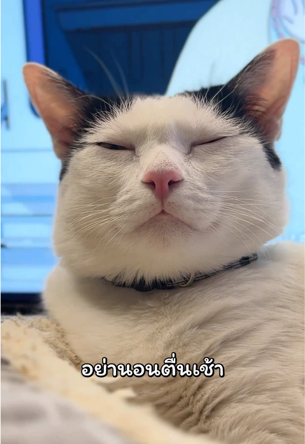 @แชปครองโลก