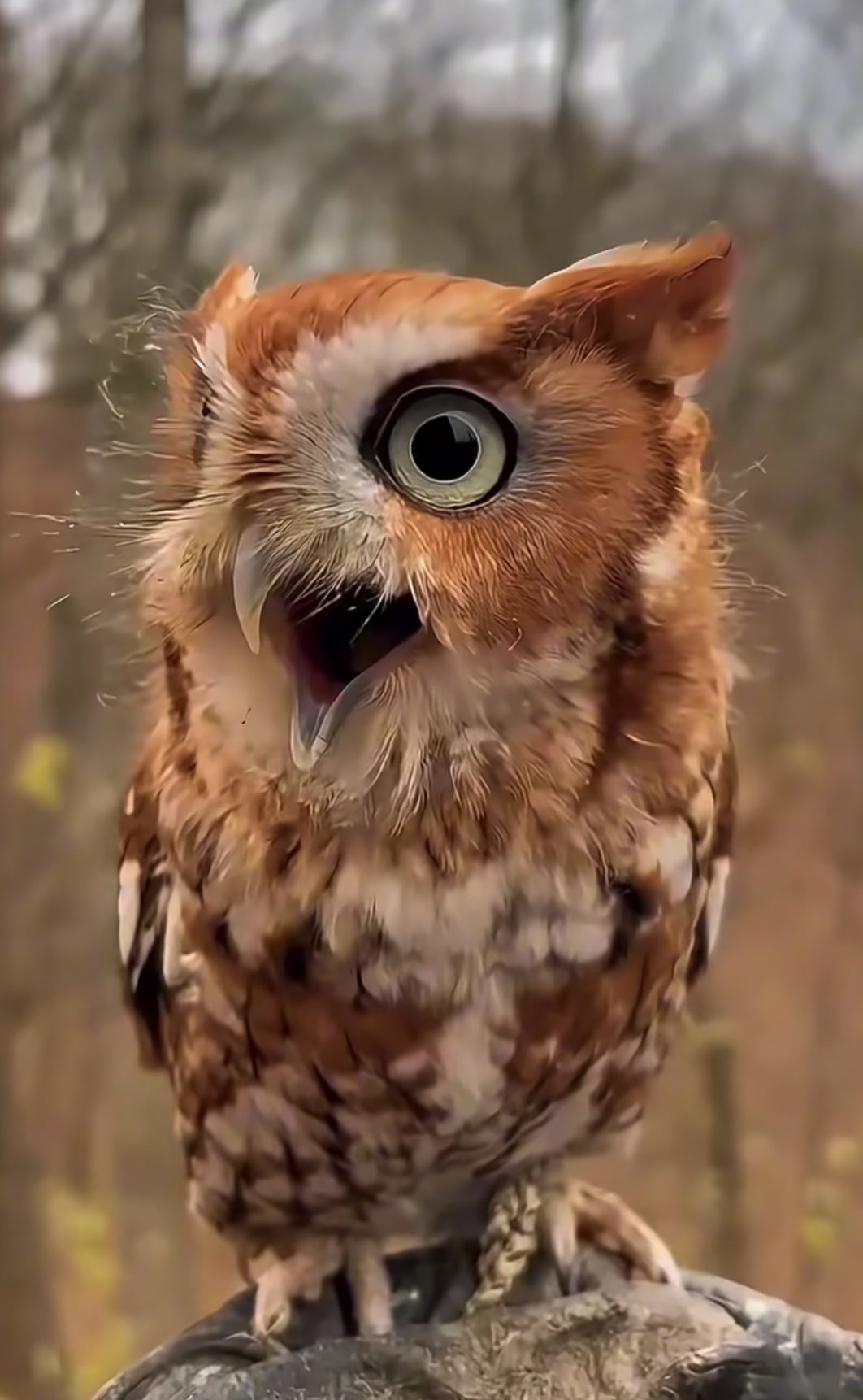 @hibou débrouillard