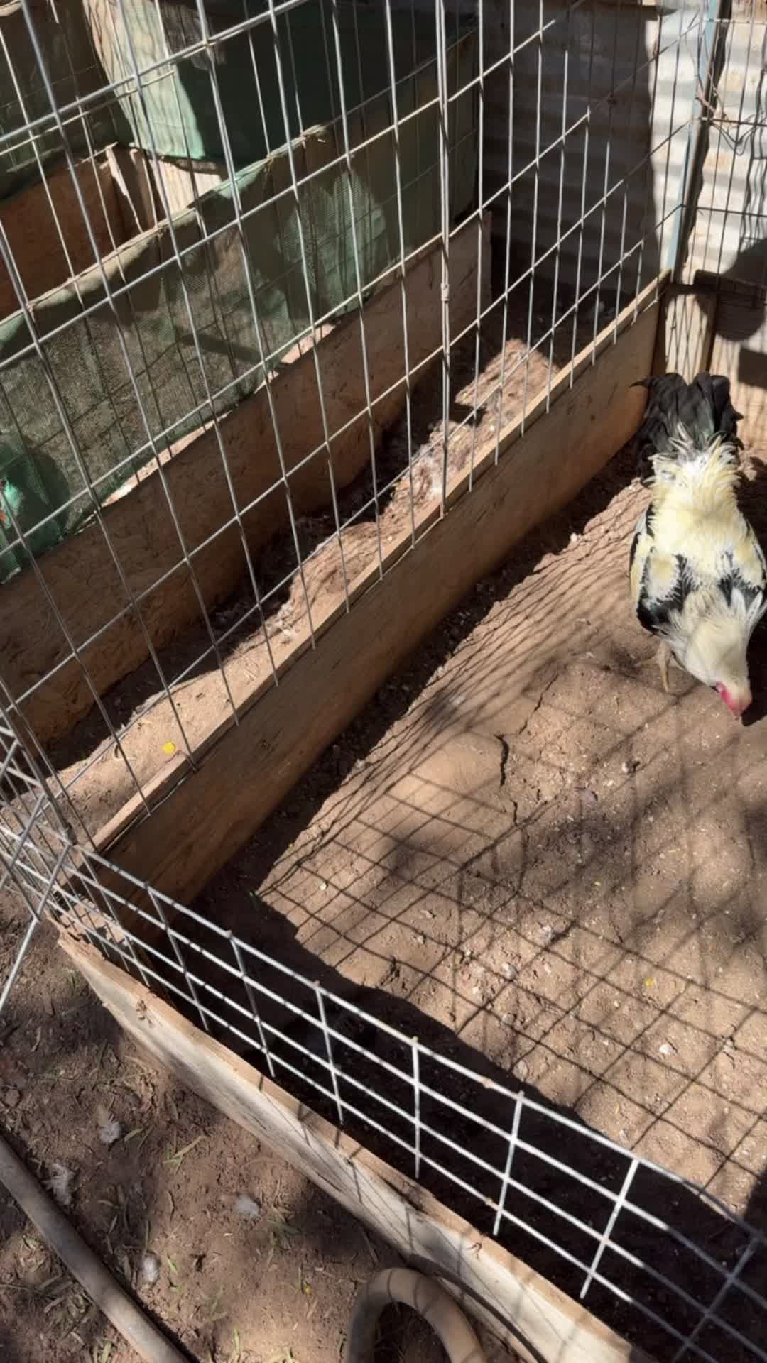 @los cal&eacute;ntanos game farm