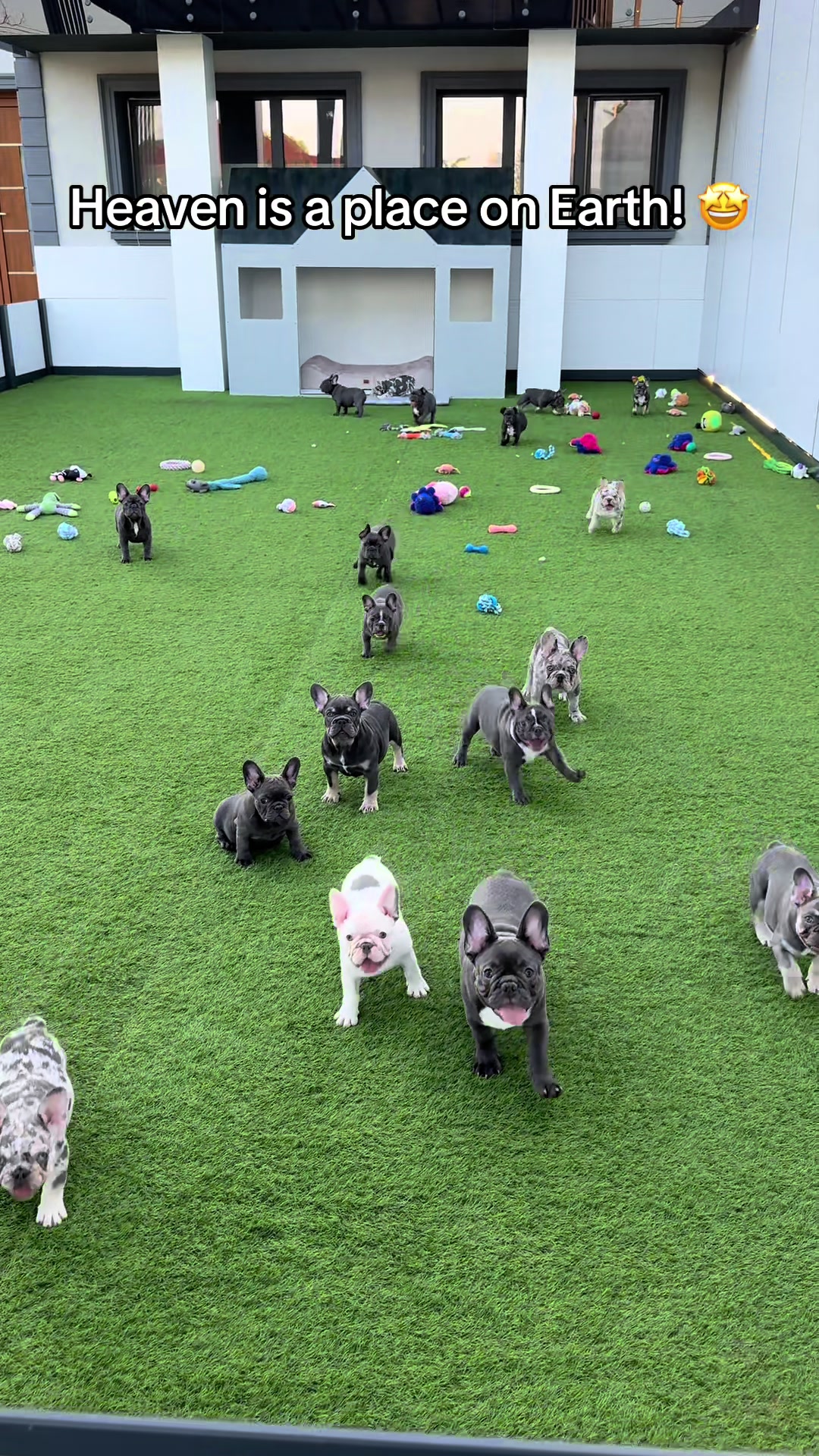 @✨Luxurious Frenchie House✨
