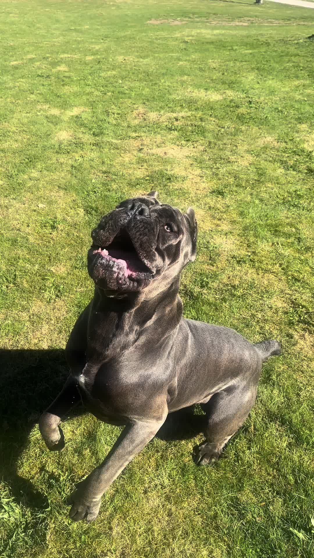 @CaneCorsoAres