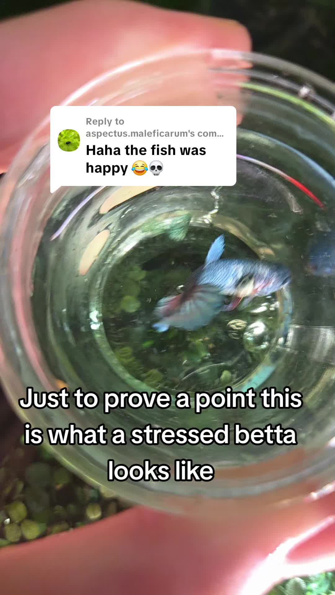 @ella aquatics