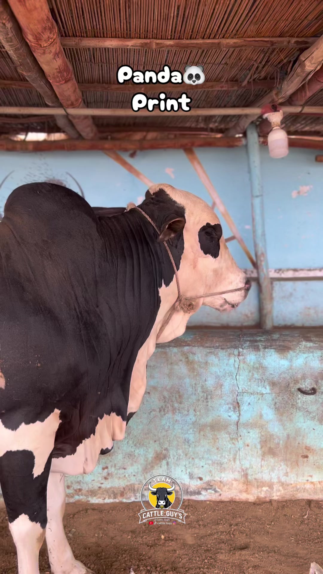 @Cattle_Guy&rsquo;s