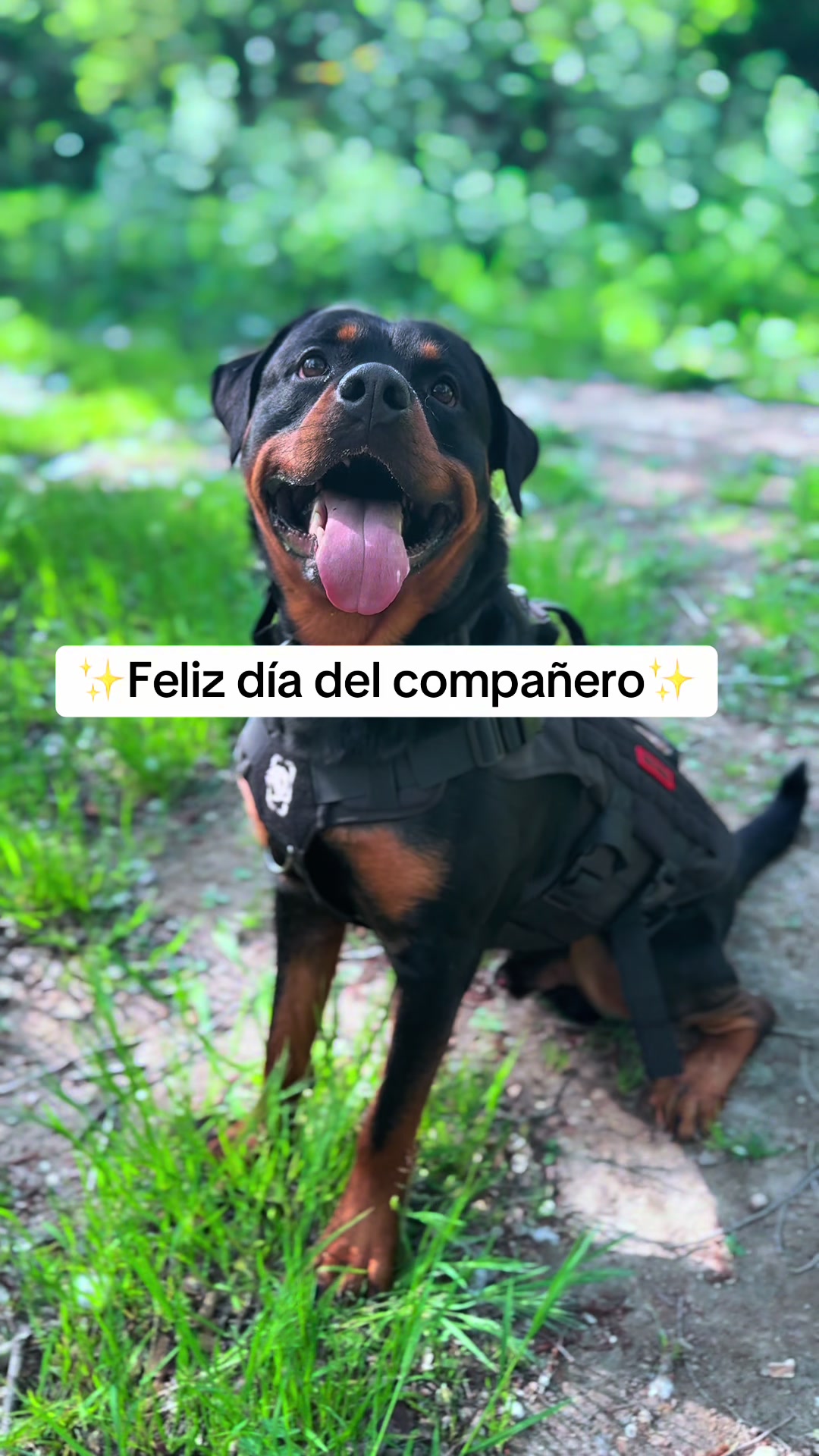 @José Ramos & Anubis Rottweiler