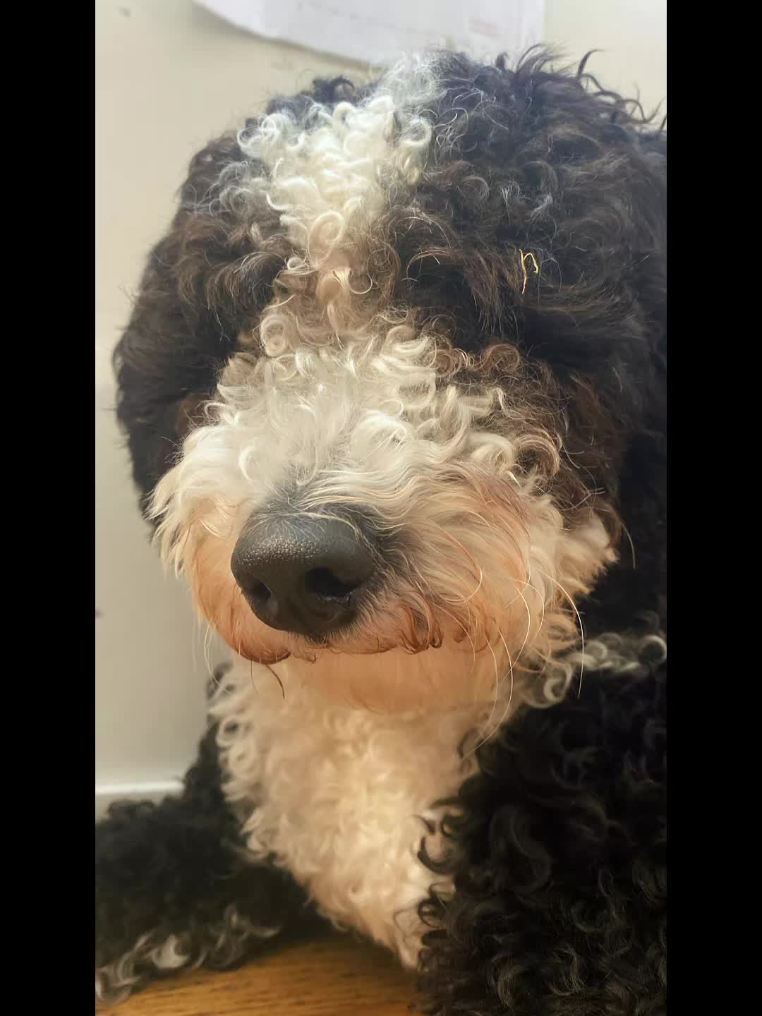 @🐾✨️mhdogs✨️🐾🇸🇪