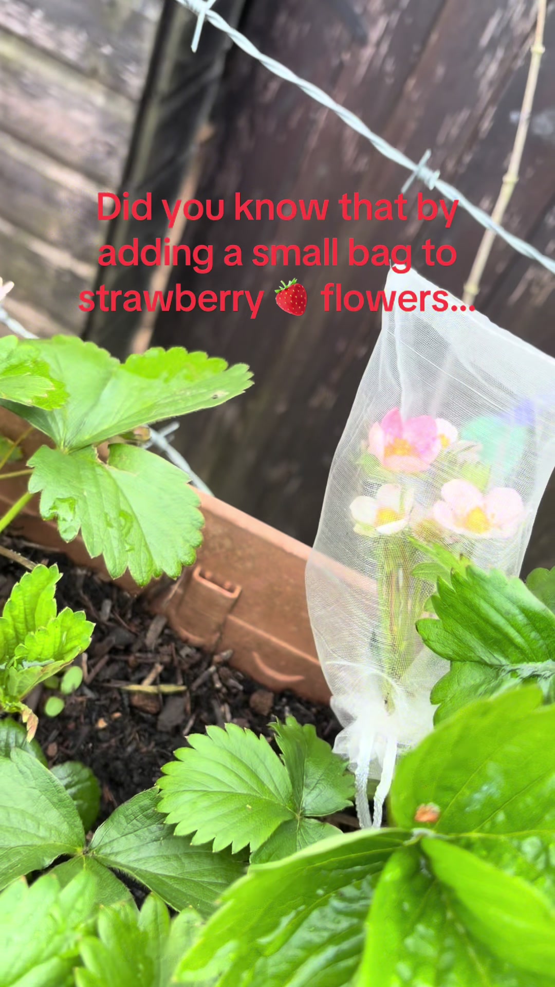 @Peasburyfarmpup