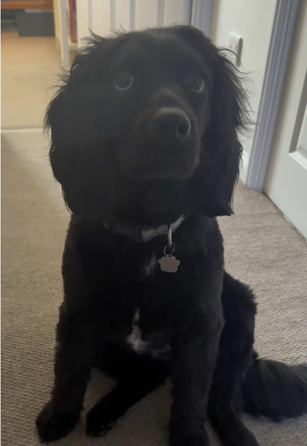 @PEPSI 🐾