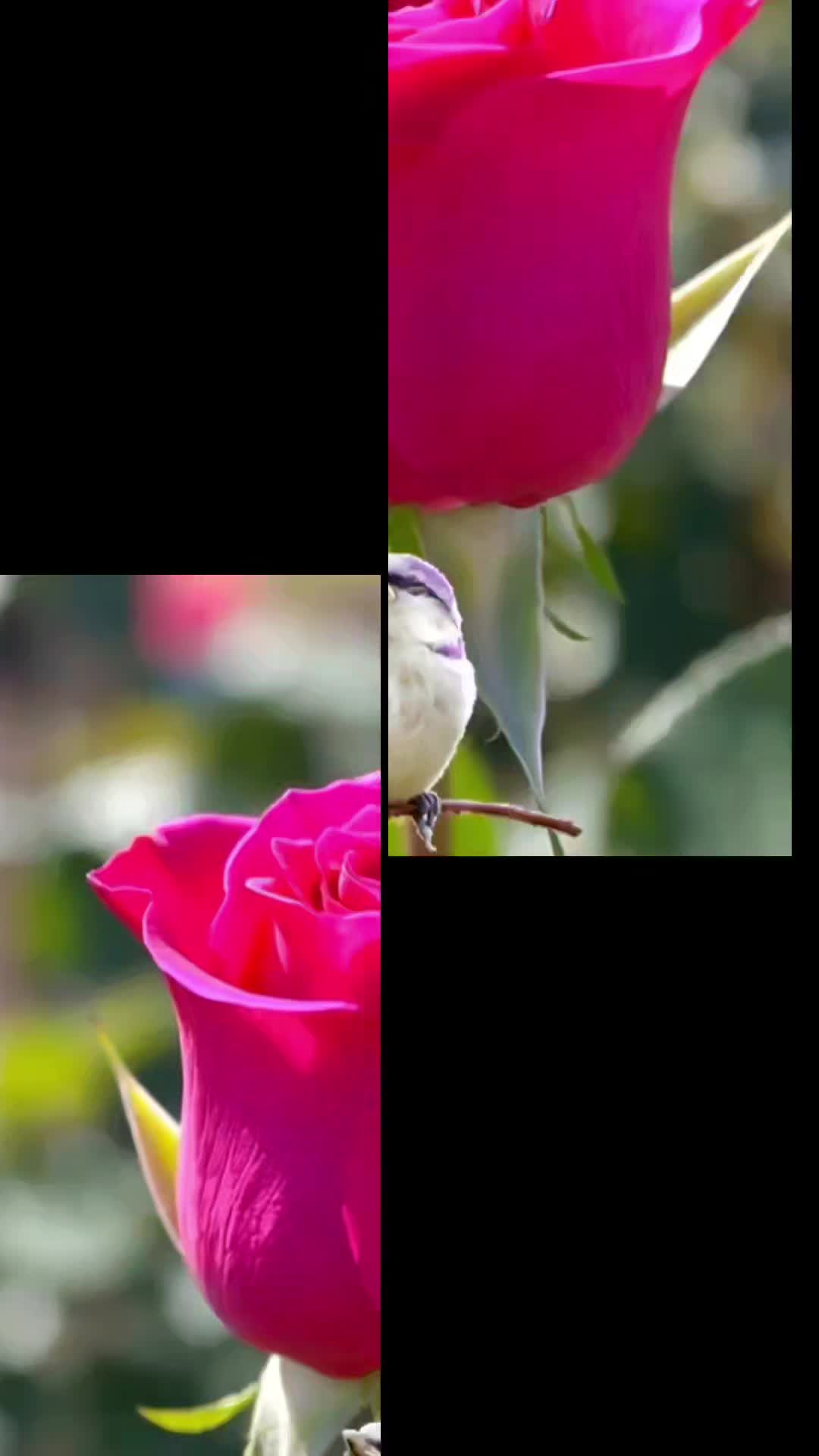 @dhakalbhujel789